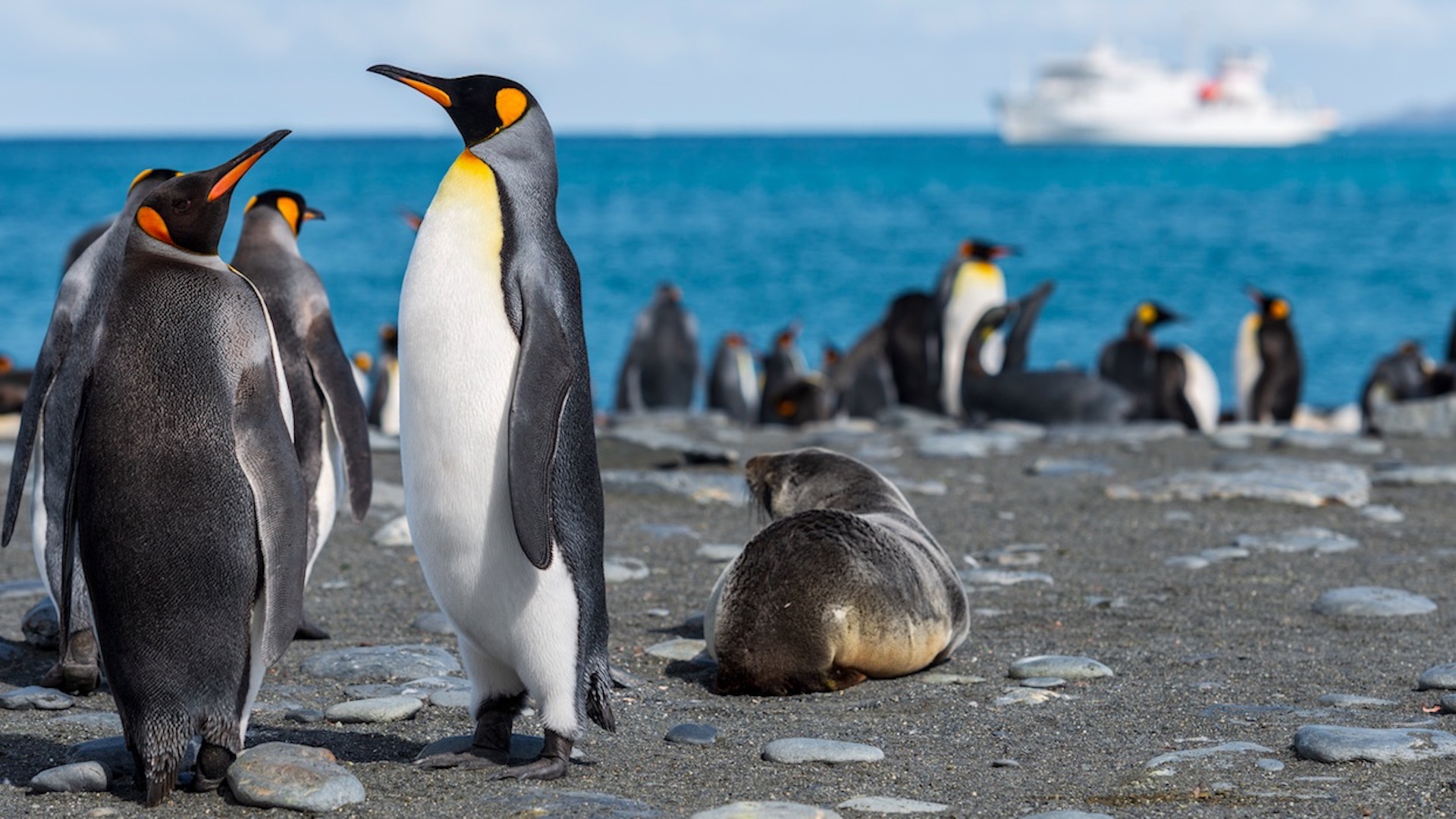 Chile abrirá la Antártida a cruceros. Foto de Paul Caroll para Unsplash
