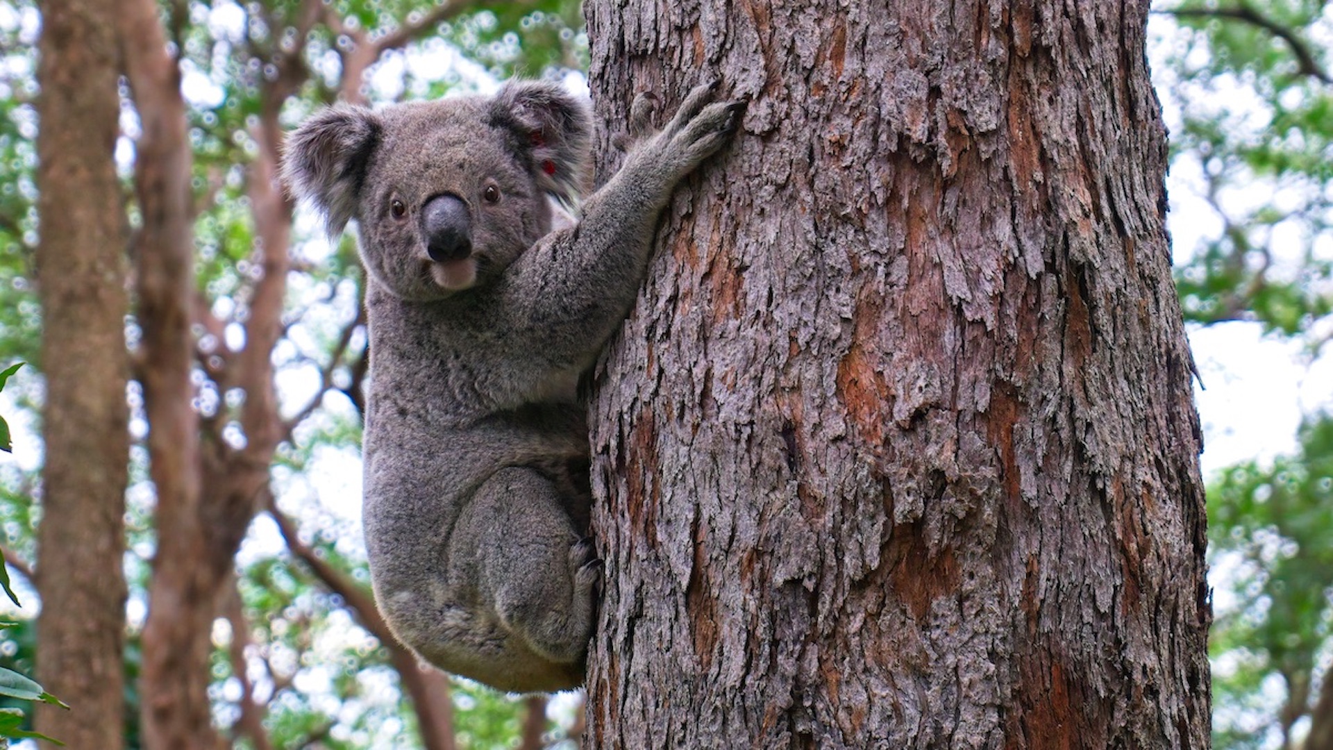 Número de koalas se reduce drásticamente por cambio climático. Foto de Steve Franklin para Unsplash