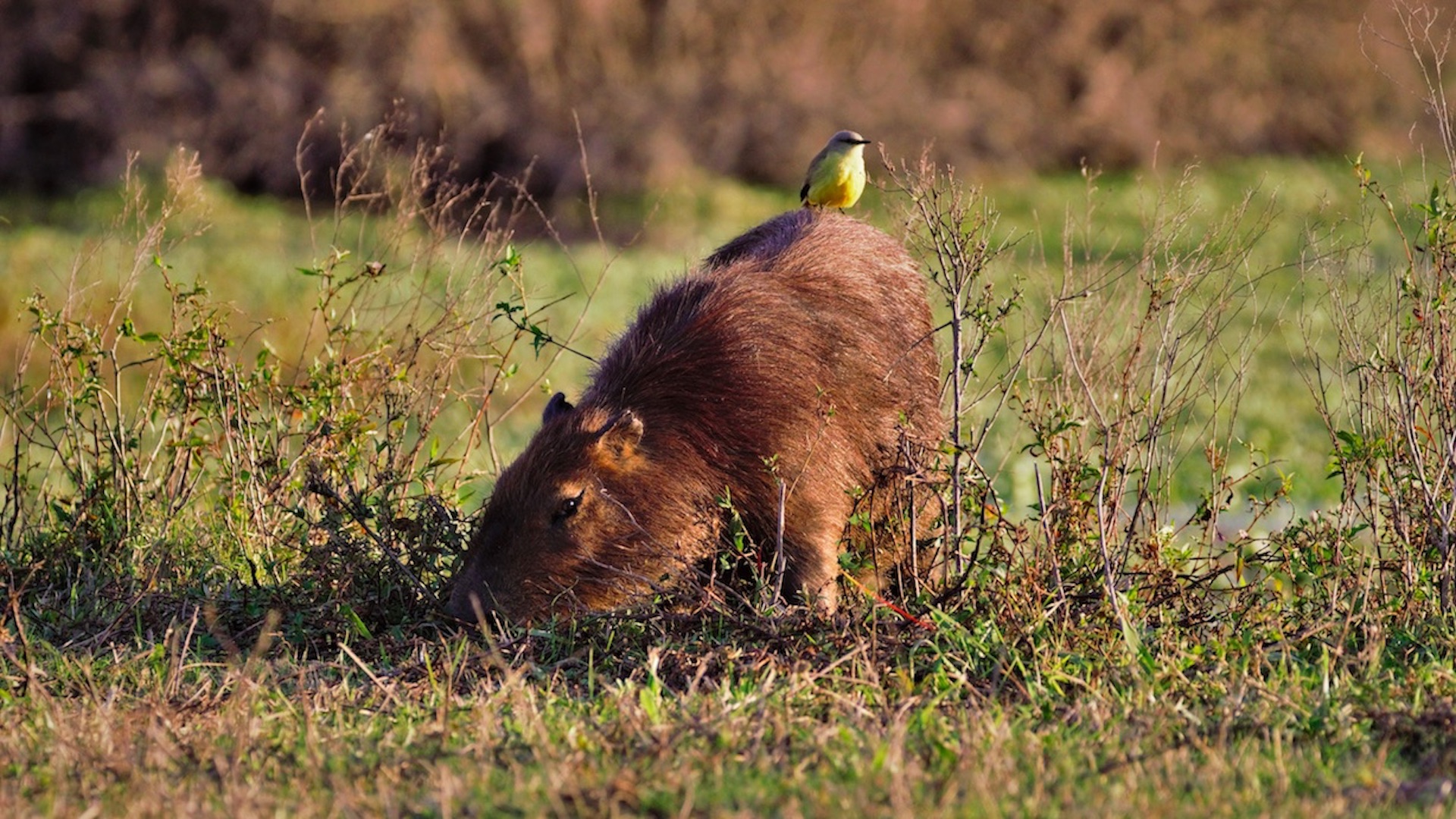 Argentina vive invasión de capibaras. Foto de Walter Chetoba para Unsplash