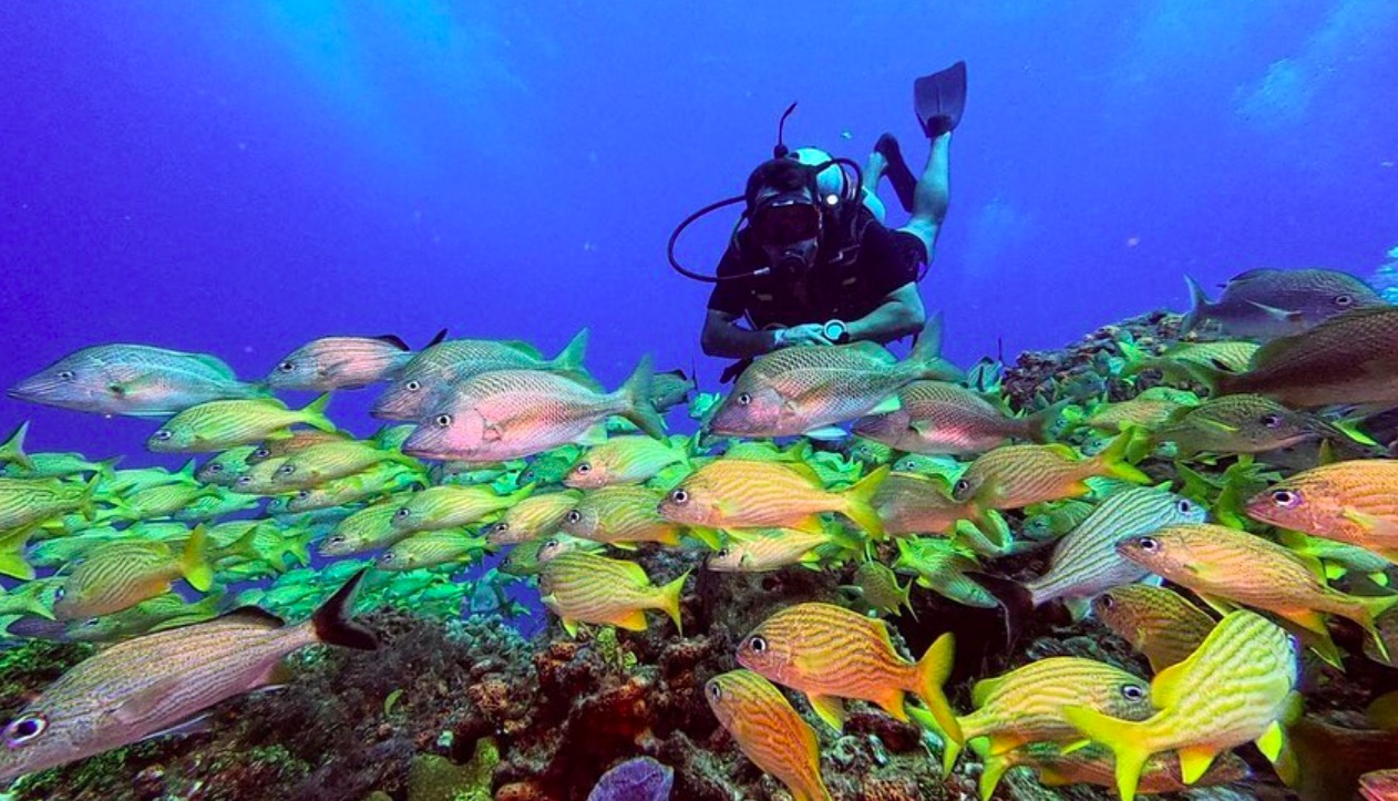 Cozumel ofrece a sus visitantes increíbles formaciones de coral que enmarcan aguas cristalinas y cálidas y se considera uno de los cinco mejores lugares para bucear. Foto de @VisitCozumel