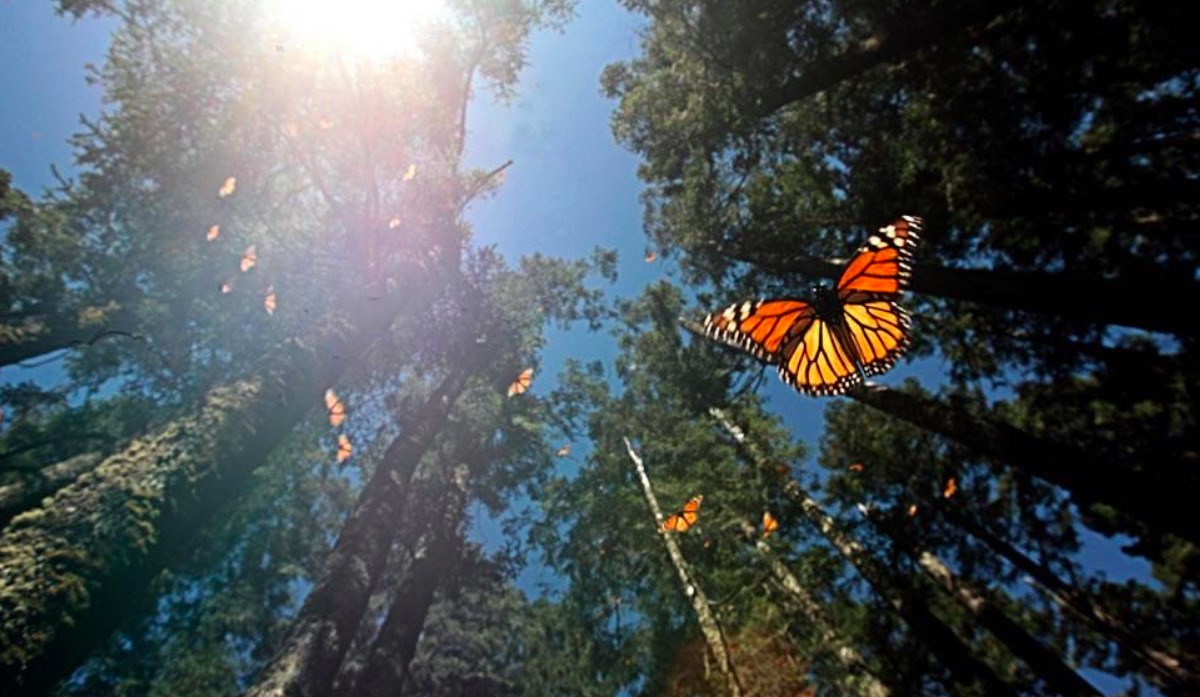 3 santuarios para conocer mariposas monarca. Foto de Semarnat