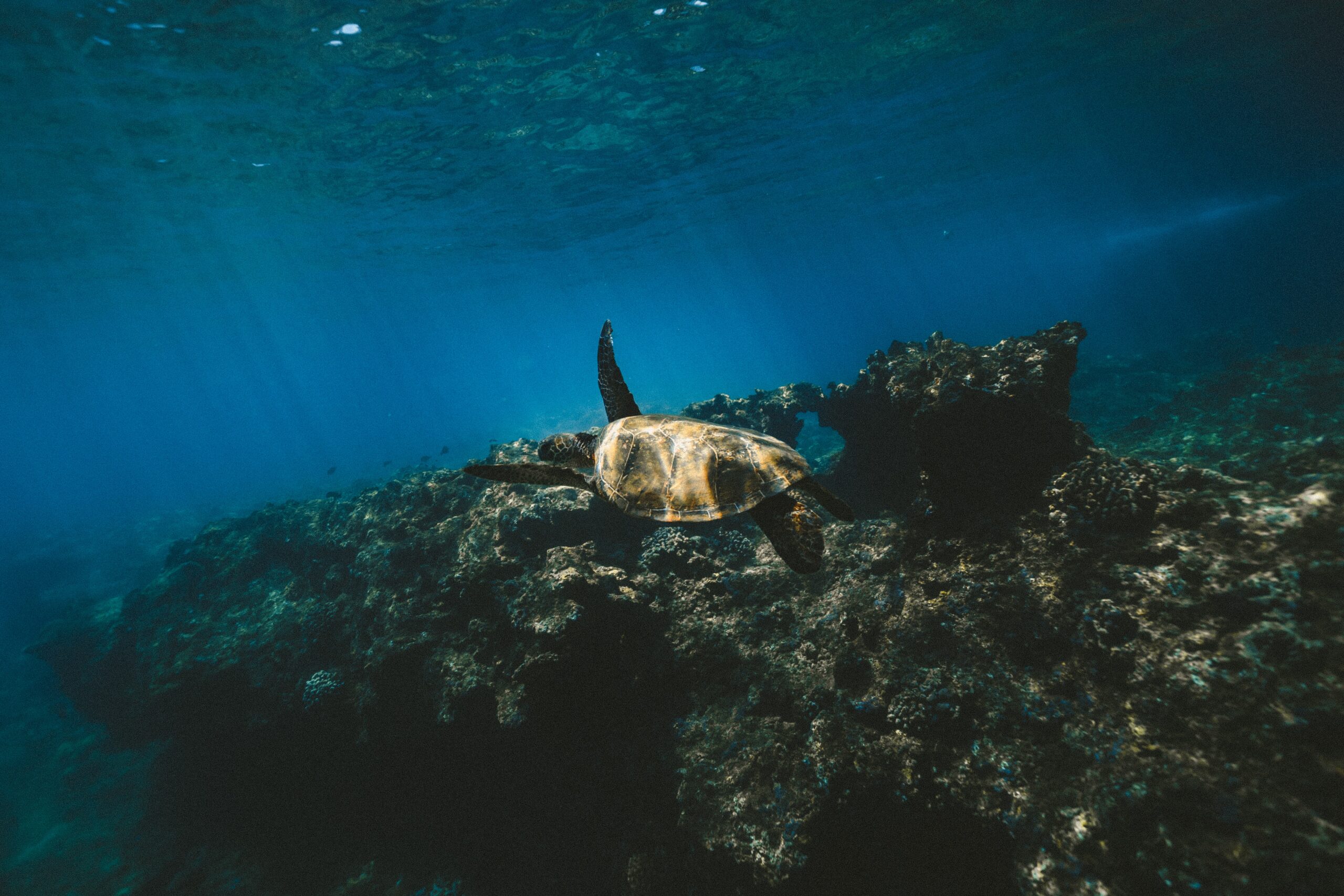 Unesco buscará cartografiar el fondo marino. Foto de Jakob Owens para Unsplash