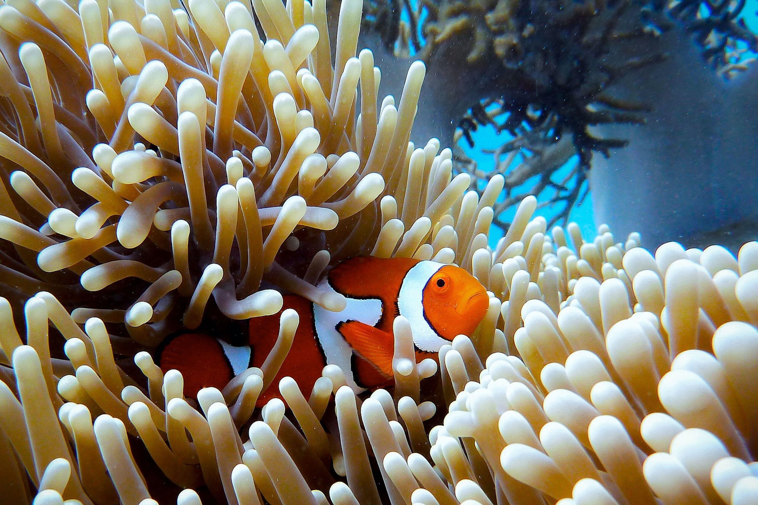 Gran Barrera de Coral en riesgo por cambio climático. Foto de Unsplash