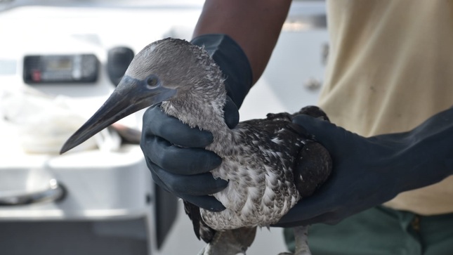 Rescatan más de 420 aves de derrame de petróleo en Perú. Foto de @SERNANP