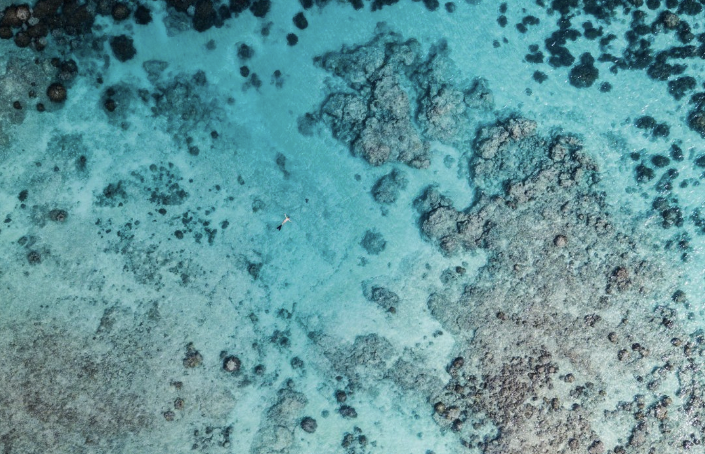 Unesco protegerá resistencia de arrecifes de coral. Foto de Unesco
