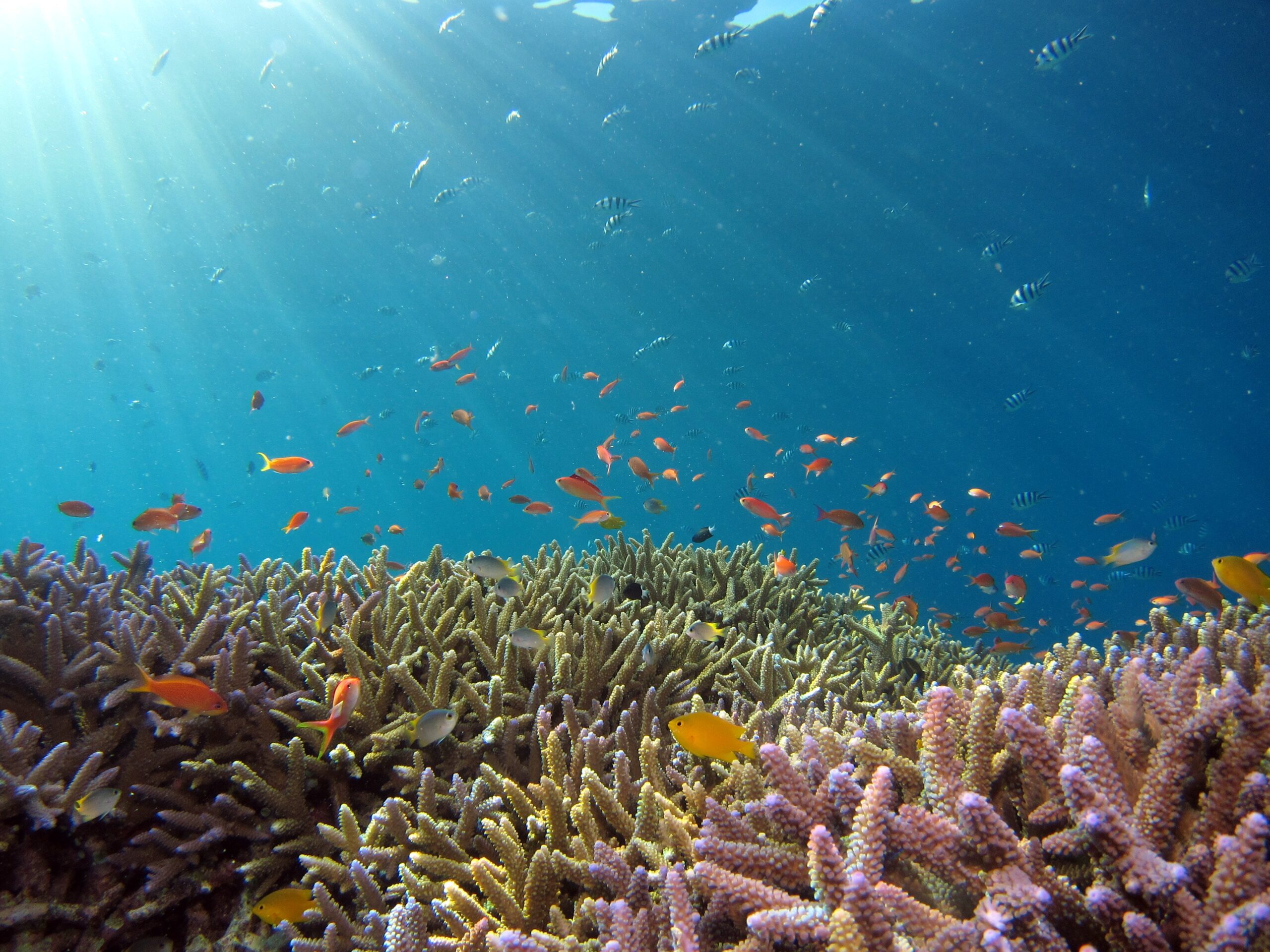 Cambio climático y su afectaciones a ecosistemas marinos. Foto de Unsplash