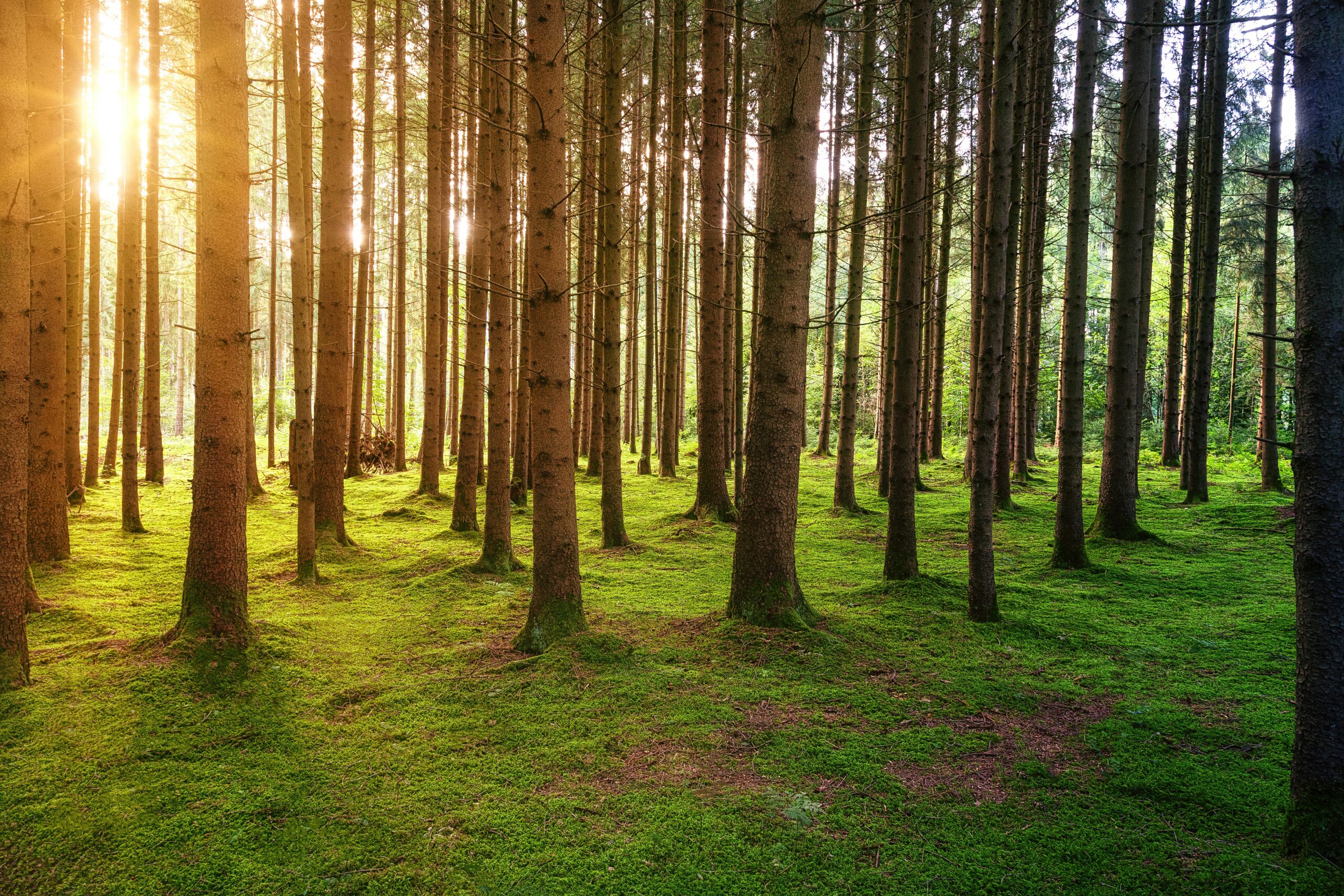 Sector forestal clave para mitigar cambio climático. Foto de Johannes Plenio para Unsplash
