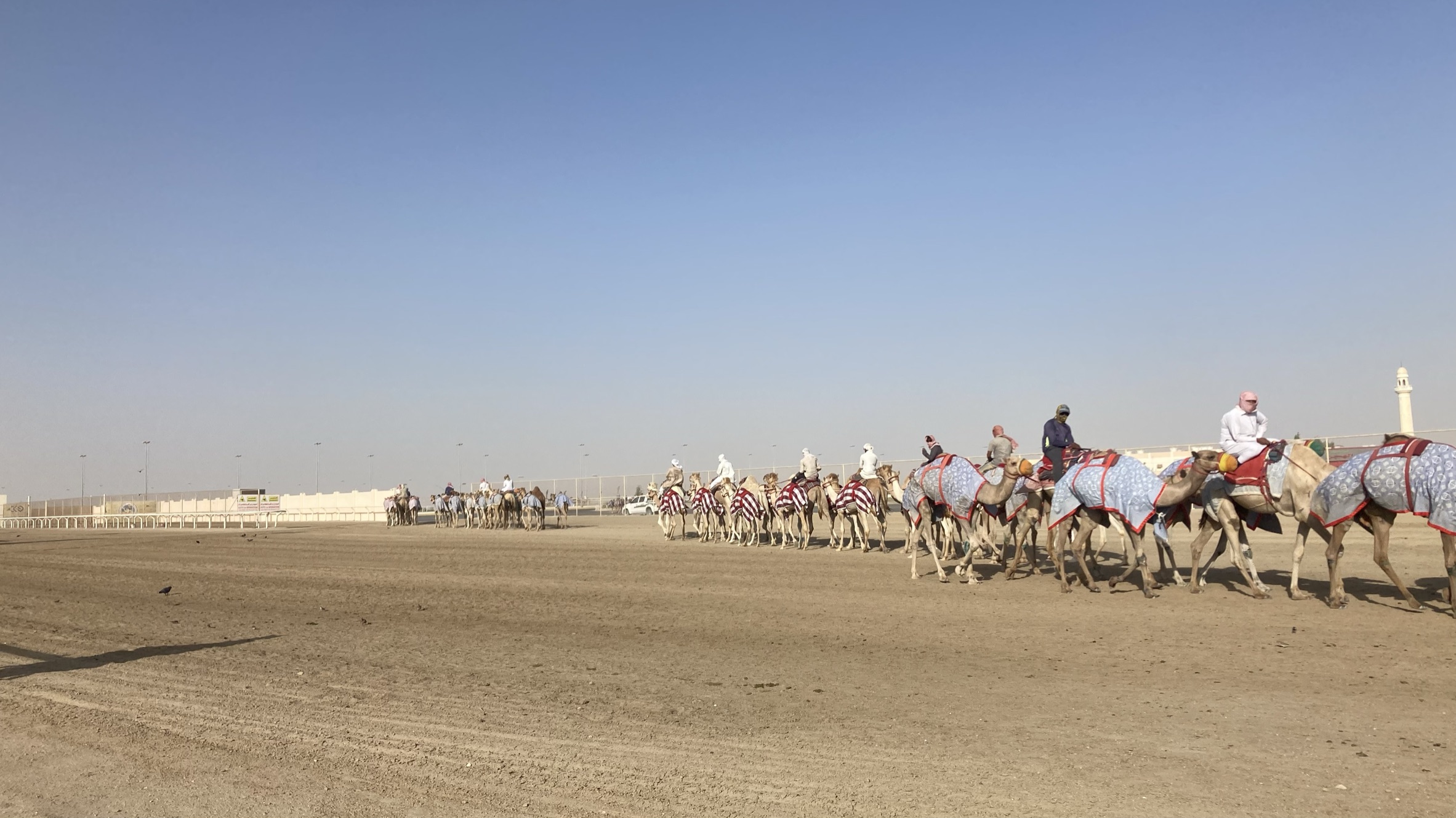 Los camellos en Qatar. Foto de Webcams de México