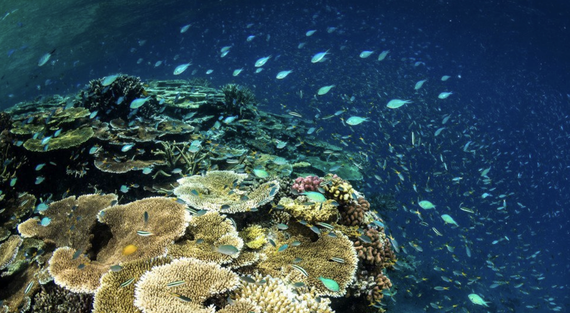 Gran Barrera de Coral sale de lista de peligro de la Unesco. Foto de Unesco