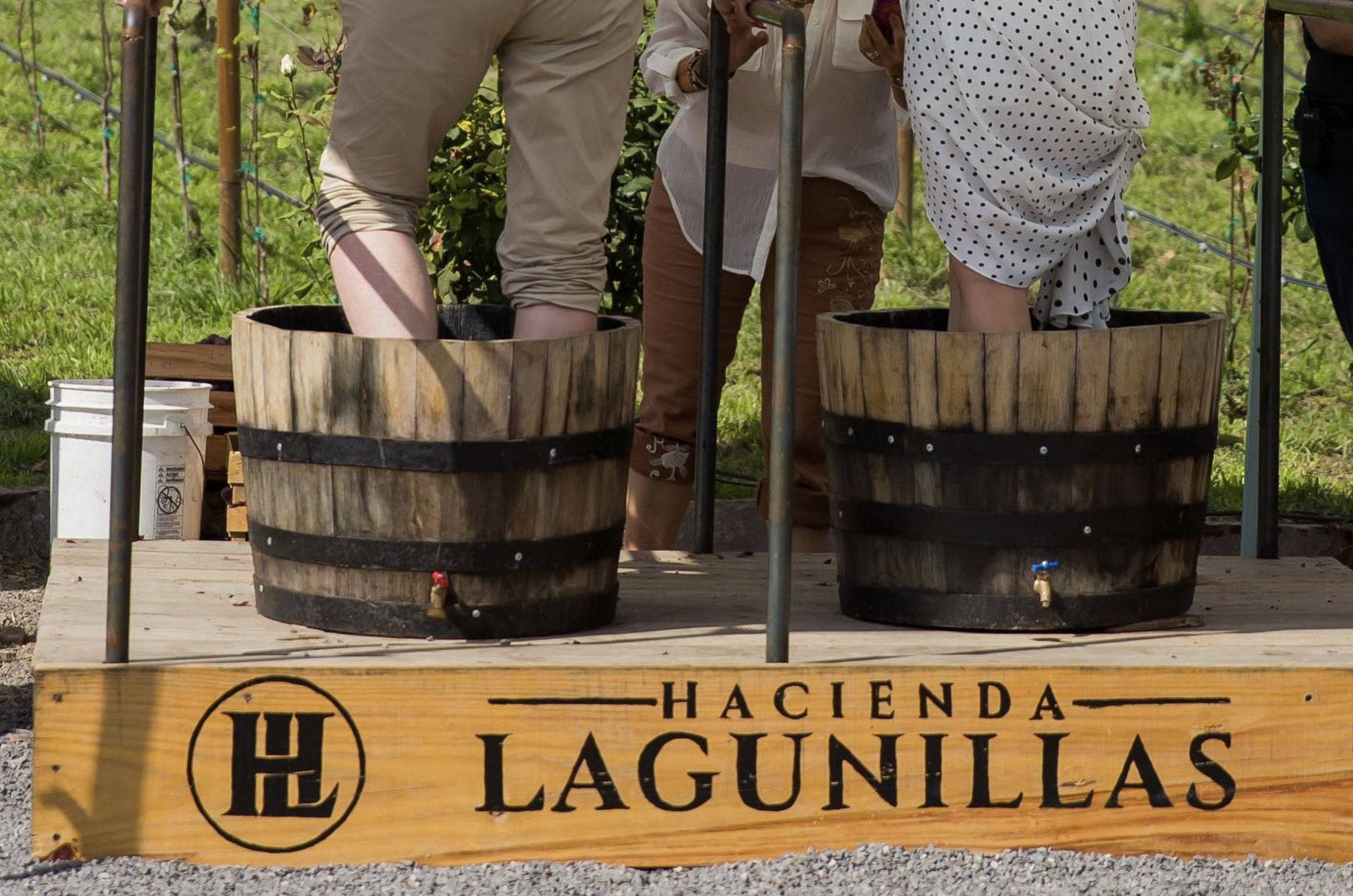 Hacienda Lagunillas y Grupo Sayil preparan su vendimia 2023. Foto de Facebook Hacienda Lagunillas