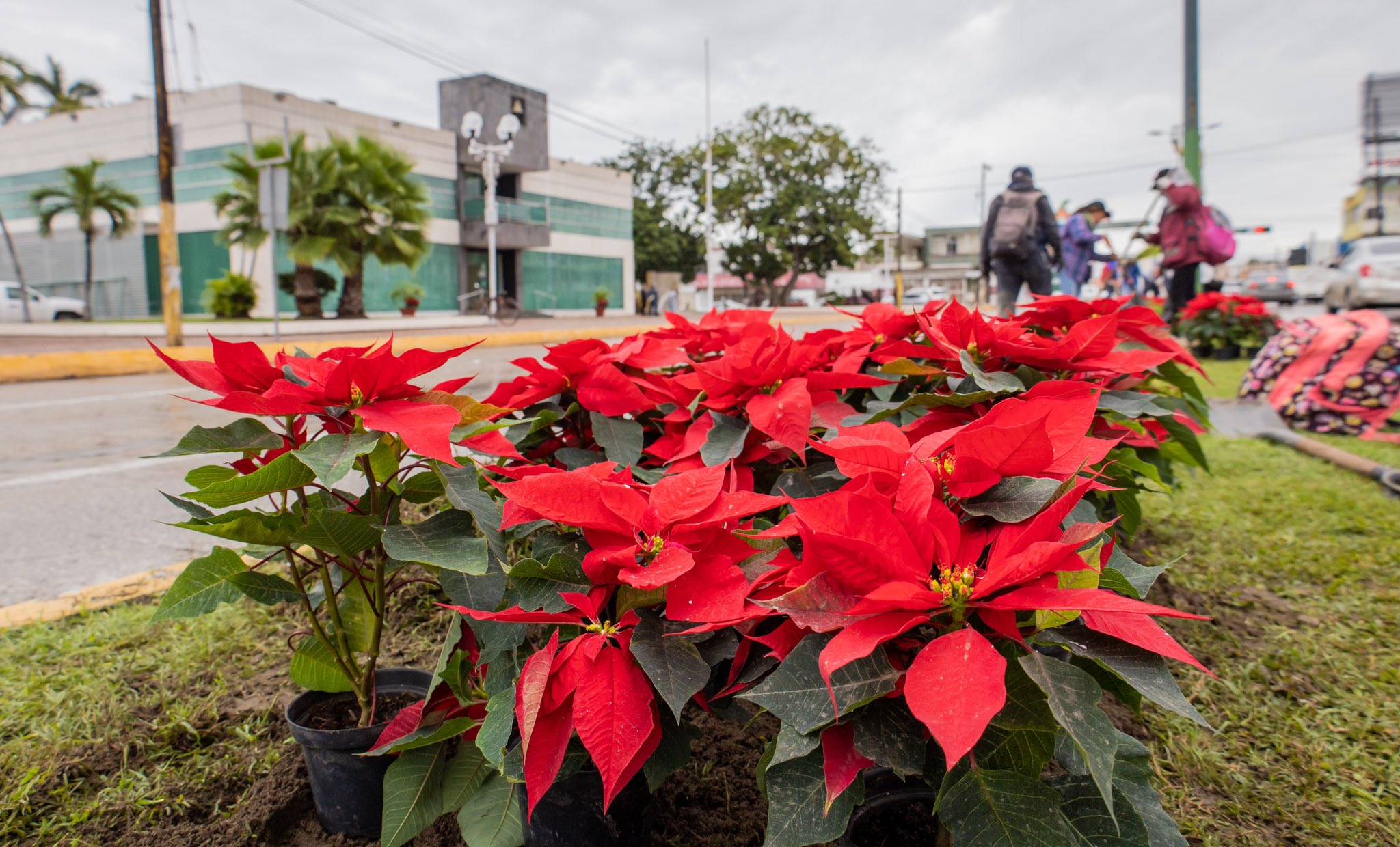 Nochebuena, la flor mexicana de la Navidad. Foto de X Adrián Oseguera