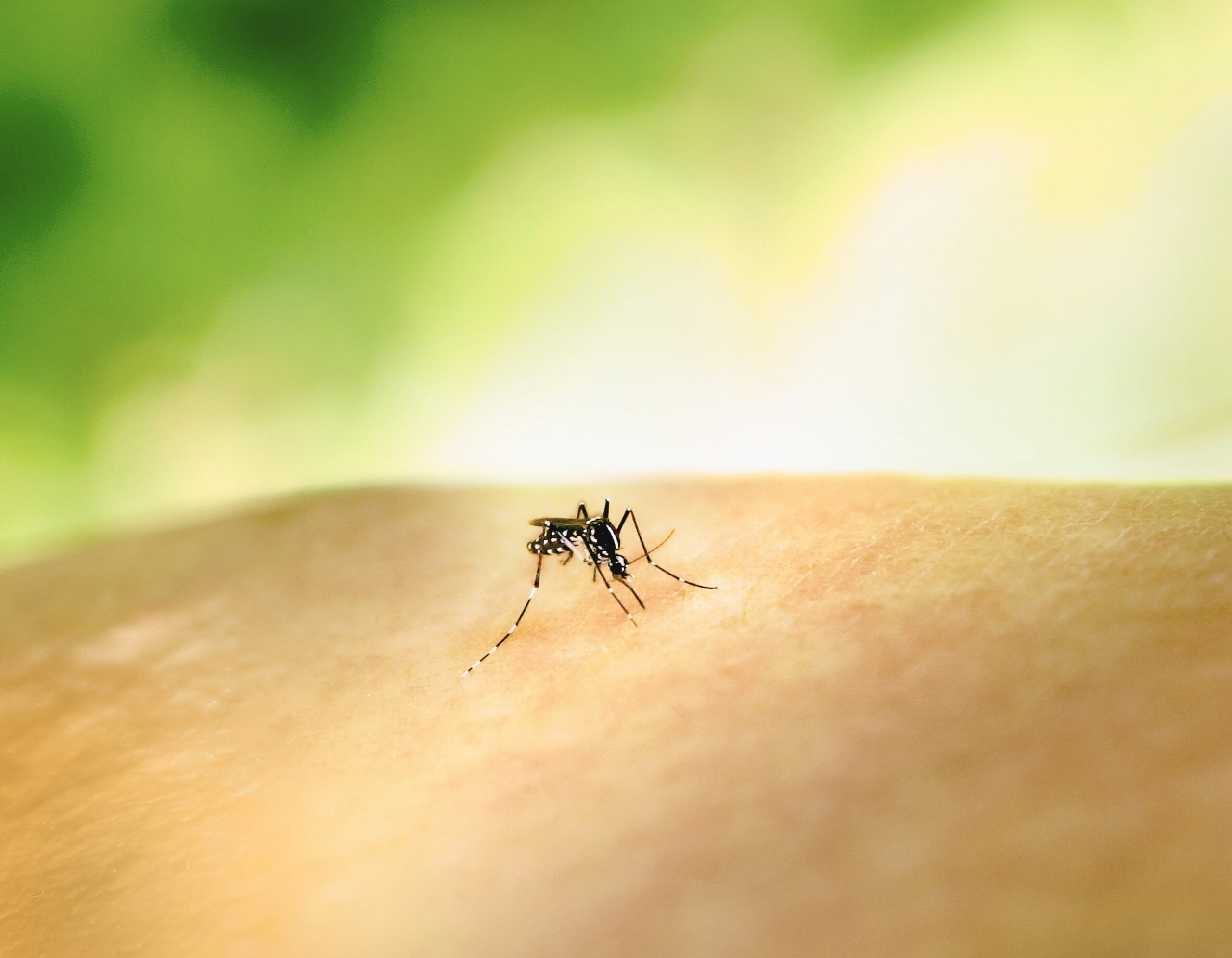 Día contra el Dengue, invitación a prevenir. Foto de Unsplash